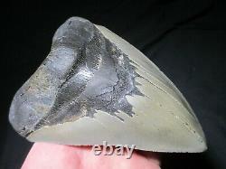 6 Inch MEGALODON SHARK Tooth Fossil MONSTER Fish Teeth SIX SERRATED KNIFE BLADE