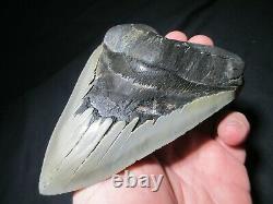 6 Inch MEGALODON SHARK Tooth Fossil MONSTER Fish Teeth SIX SERRATED KNIFE BLADE