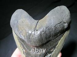 6 Inch MEGALODON SHARK Tooth Fossil MONSTER Fish Teeth SIX SERRATED KNIFE BLADE