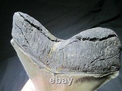 6 Inch MEGALODON SHARK Tooth Fossil MONSTER Fish Teeth SIX SERRATED KNIFE BLADE