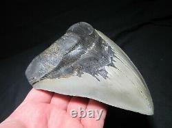 6 Inch MEGALODON SHARK Tooth Fossil MONSTER Fish Teeth SIX SERRATED KNIFE BLADE