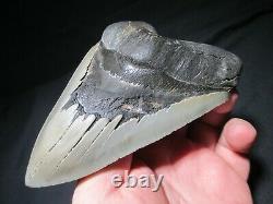 6 Inch MEGALODON SHARK Tooth Fossil MONSTER Fish Teeth SIX SERRATED KNIFE BLADE