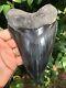 6 Inch Megalodon Shark Tooth With Stand, Sharply Serrated, Georgia River Tooth