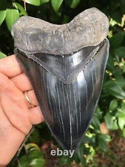 6 Inch MEGALODON SHARK Tooth With Stand, Sharply SERRATED, Georgia River Tooth