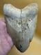6 Inch Megalodon Tooth Real Summerville, South Carolina (restored/glued)