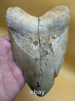6 Inch Megalodon Tooth Real Summerville, South Carolina (restored/glued)