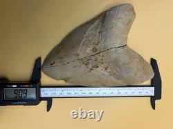 6 Inch Megalodon Tooth Real Summerville, South Carolina (restored/glued)
