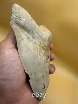 6 Inch Megalodon Tooth Real Summerville, South Carolina (restored/glued)