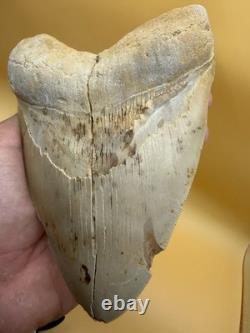 6 Inch Megalodon Tooth Real Summerville, South Carolina (restored/glued)