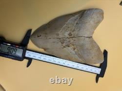 6 Inch Megalodon Tooth Real Summerville, South Carolina (restored/glued)