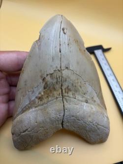 6 Inch Megalodon Tooth Real Summerville, South Carolina (restored/glued)