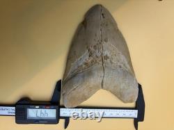 6 Inch Megalodon Tooth Real Summerville, South Carolina (restored/glued)
