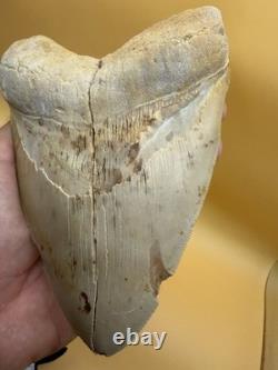 6 Inch Megalodon Tooth Real Summerville, South Carolina (restored/glued)