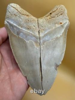 6 Inch Megalodon Tooth Real Summerville, South Carolina (restored/glued)