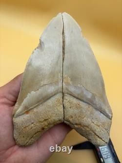 6 Inch Megalodon Tooth Real Summerville, South Carolina (restored/glued)