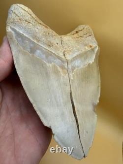 6 Inch Megalodon Tooth Real Summerville, South Carolina (restored/glued) 6 Inch Megalodon Tooth Real Summerville, South Carolina (restored/glued)