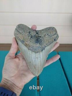 6 Inch Real Megalodon Shark Tooth Authentic No Restorations