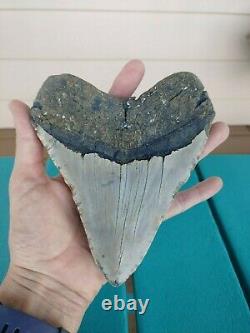 6 Inch Real Megalodon Shark Tooth Authentic No Restorations