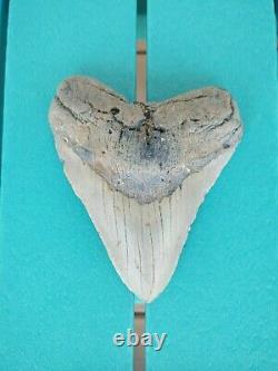 6 Inch Real Megalodon Shark Tooth Authentic No Restorations