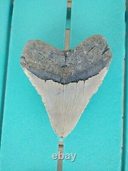 6 Inch Real Megalodon Shark Tooth Authentic No Restorations