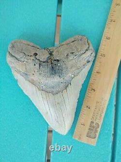 6 Inch Real Megalodon Shark Tooth Authentic No Restorations