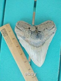 6 Inch Real Megalodon Shark Tooth Authentic No Restorations