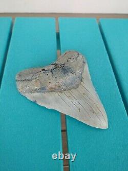 6 Inch Real Megalodon Shark Tooth Authentic No Restorations