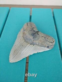 6 Inch Real Megalodon Shark Tooth Authentic No Restorations