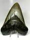 6 Inch Real Megalodon Shark Tooth Certified Fossil Giant Genuine Big Meg Teeth