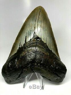 6 Inch Real Megalodon Shark Tooth Certified Fossil Giant Genuine Big Meg Teeth