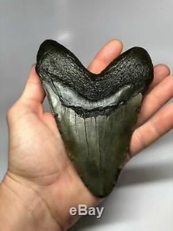 6 Inch Real Megalodon Shark Tooth Certified Fossil Giant Genuine Big Meg Teeth