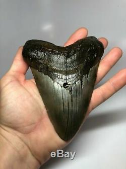 6 Inch Real Megalodon Shark Tooth Certified Fossil Giant Genuine Big Meg Teeth