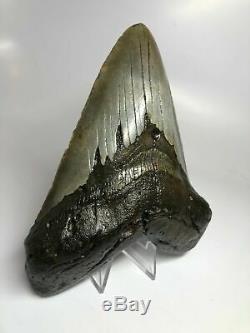 6 Inch Real Megalodon Shark Tooth Certified Fossil Giant Genuine Big Meg Teeth