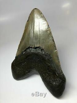 6 Inch Real Megalodon Shark Tooth Certified Fossil Giant Genuine Big Meg Teeth