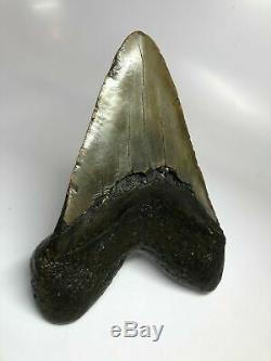 6 Inch Real Megalodon Shark Tooth Certified Fossil Giant Genuine Big Meg Teeth