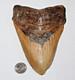 6 Inch Real Megalodon Shark Tooth Long Wide Big Extinct Genuine Natural Nice Meg