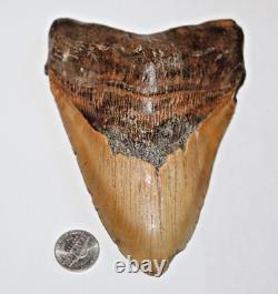 6 Inch Real Megalodon Shark Tooth Long Wide Big Extinct Genuine Natural Nice Meg