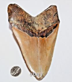 6 Inch Real Megalodon Shark Tooth Long Wide Big Extinct Genuine Natural Nice Meg