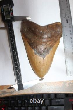 6 Inch Real Megalodon Shark Tooth Long Wide Big Extinct Genuine Natural Nice Meg