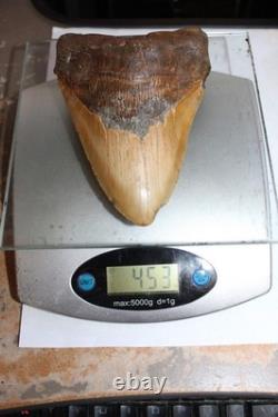 6 Inch Real Megalodon Shark Tooth Long Wide Big Extinct Genuine Natural Nice Meg