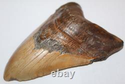 6 Inch Real Megalodon Shark Tooth Long Wide Big Extinct Genuine Natural Nice Meg