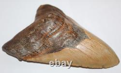 6 Inch Real Megalodon Shark Tooth Long Wide Big Extinct Genuine Natural Nice Meg