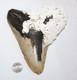 6+ Megalodon Shark Tooth Fossil With Coral No Repair 6.45 Huge Beautiful Tooth