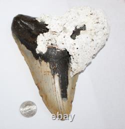 6+ MEGALODON Shark Tooth Fossil With Coral No Repair 6.45 HUGE BEAUTIFUL TOOTH