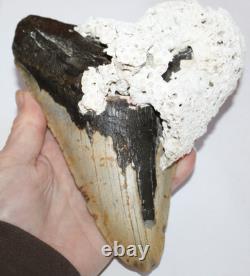 6+ MEGALODON Shark Tooth Fossil With Coral No Repair 6.45 HUGE BEAUTIFUL TOOTH