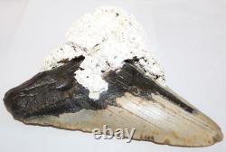 6+ MEGALODON Shark Tooth Fossil With Coral No Repair 6.45 HUGE BEAUTIFUL TOOTH