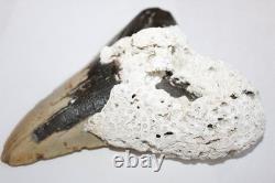 6+ MEGALODON Shark Tooth Fossil With Coral No Repair 6.45 HUGE BEAUTIFUL TOOTH