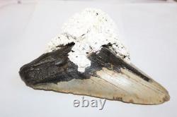 6+ MEGALODON Shark Tooth Fossil With Coral No Repair 6.45 HUGE BEAUTIFUL TOOTH