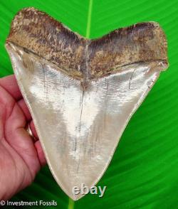 6 MEGALODON Shark Tooth Real Fossil INDONESIAN NO RESTORATIONS 15.2 oz