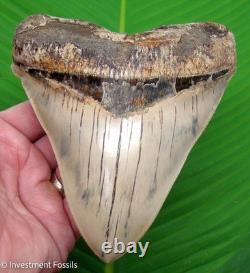 6 MEGALODON Shark Tooth Real Fossil INDONESIAN NO RESTORATIONS 15.2 oz 6 MEGALODON Shark Tooth Real Fossil INDONESIAN NO RESTORATIONS 15.2 oz